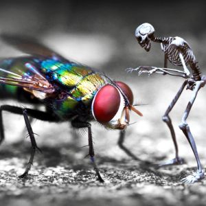 Insektoiden