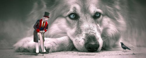Hond met mannetje en zwarte kraai